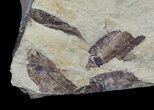 Fossil Fish (Gosiutichthys) Multiple Plate - Lake Gosiute #56774-2